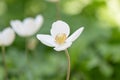 Snowdrop anemone, Anemonoides sylvestris, white flower Royalty Free Stock Photo